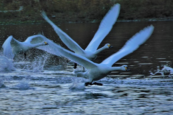 越辺川の白鳥